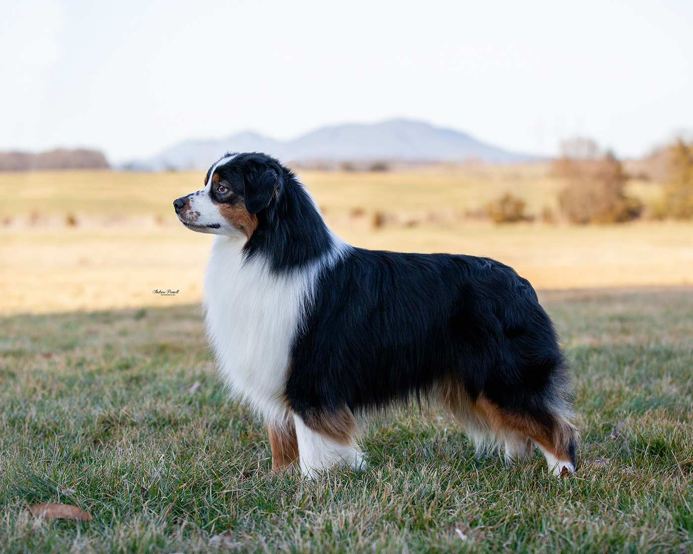 Oakhurst Arborview Shakin' Blake "Blake"