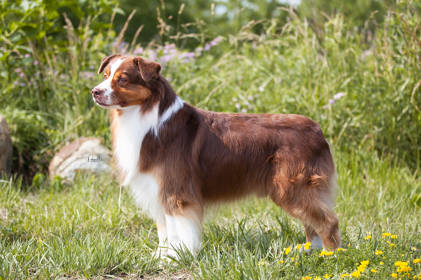 AKC CH Arborview Oakhurst Outrun Ewe "Rogan"