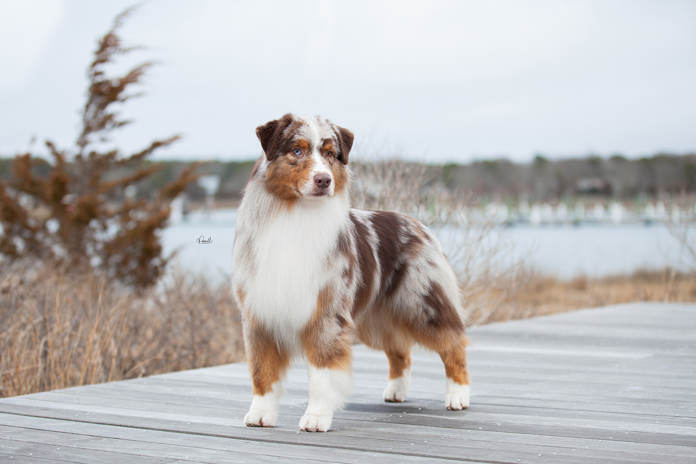 AKC CH Oakhurst Arborview Back On Track "Tracker"