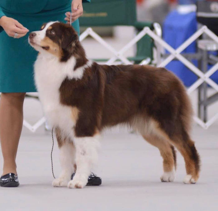 CH Arborview's Namesake By Collinswood "Arbor"