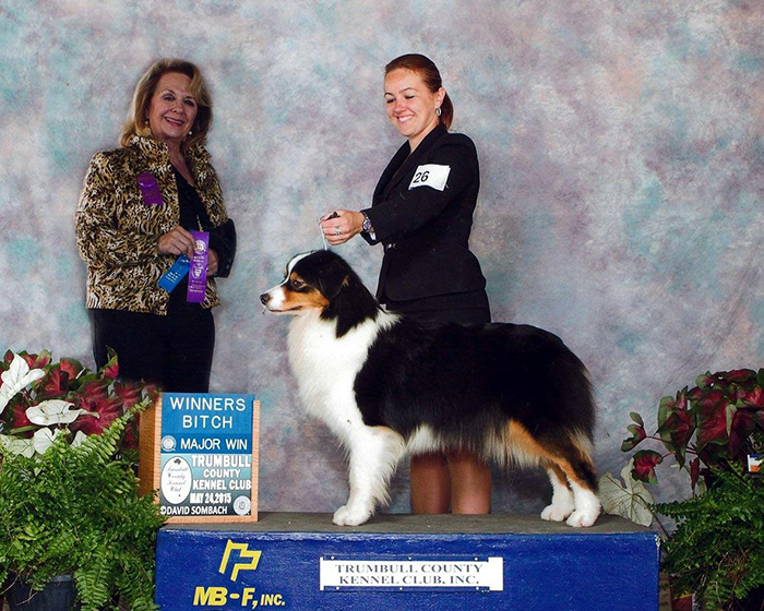 AKC CH Oakhurst Arborview Shake Ya Booty Collinswood "Onyx"
