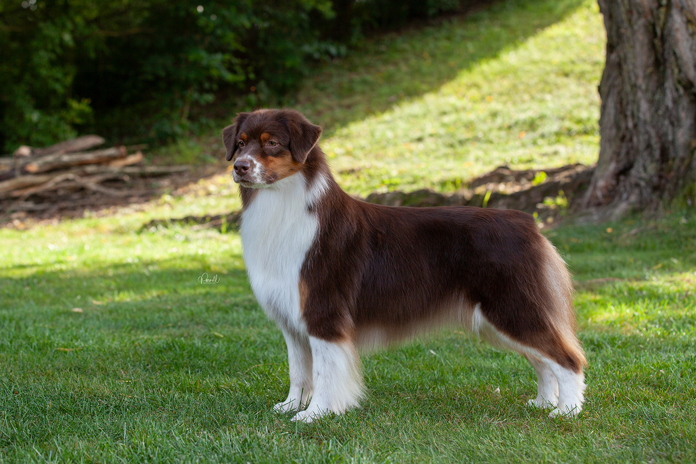 Oakhurst Arborview Soul Shakin' Red "Ruby"