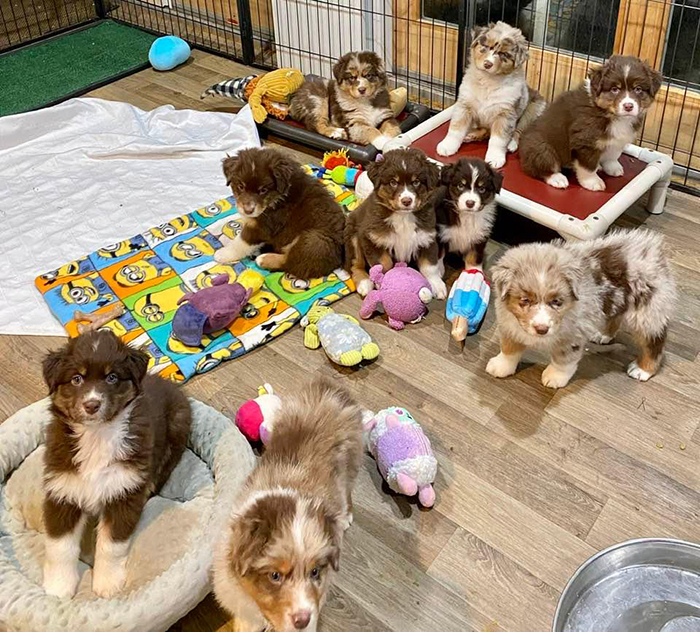 AKC CH Oakhurst Arborview Back On Track "Tracker"